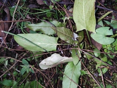 Typhonium roxburghii