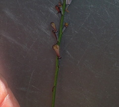 Comesperma defoliatum
