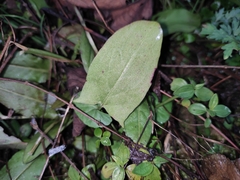 Typhonium roxburghii