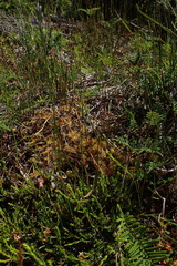 Comesperma defoliatum