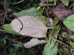 Typhonium roxburghii