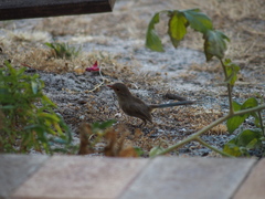 Malurus splendens splendens