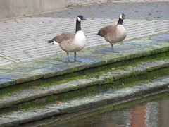 Branta canadensis