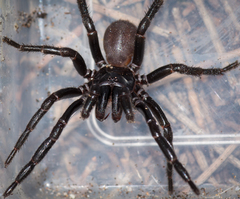 Hadronyche adelaidensis