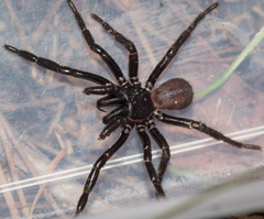 Hadronyche adelaidensis