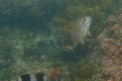 Epinephelus daemelii