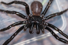 Hadronyche adelaidensis