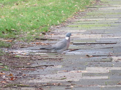 Columba palumbus