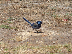 Malurus splendens splendens