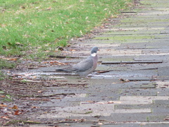 Columba palumbus