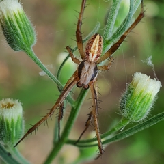 Neoscona theisi