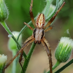 Neoscona theisi