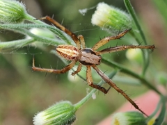 Neoscona theisi