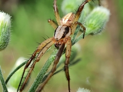 Neoscona theisi
