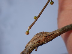 Neolasioptera linderae