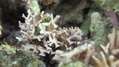 Amphiroa