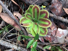 Drosera squamosa