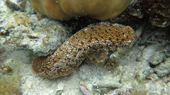 Actinopyga echinites