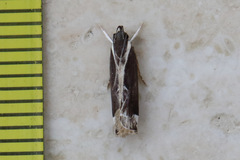 Chaliniastis astrapaea