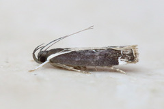 Chaliniastis astrapaea