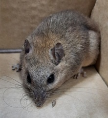 Melomys burtoni