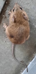 Melomys burtoni