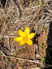 Crocus chrysanthus
