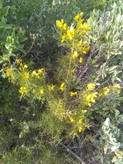 Ulex parviflorus parviflorus
