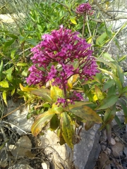 Centranthus ruber