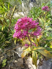 Centranthus ruber