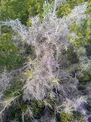 Ulex parviflorus parviflorus