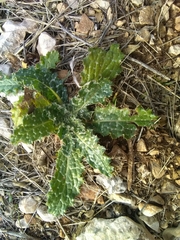 Tyrimnus leucographus