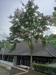 Lagerstroemia floribunda