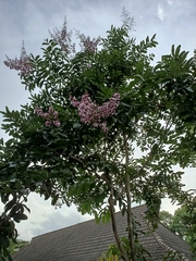 Lagerstroemia floribunda