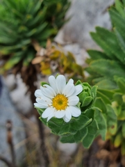 Osmitopsis asteriscoides