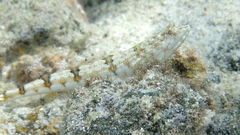 Synodus binotatus