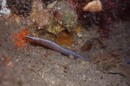 Sawtooth pipefish (Maroubra perserrata) — Syngnathidae — 4