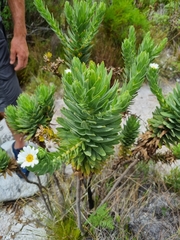 Osmitopsis asteriscoides