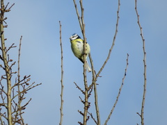 Cyanistes caeruleus