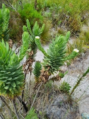 Osmitopsis asteriscoides