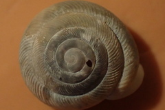 Triodopsis neglecta