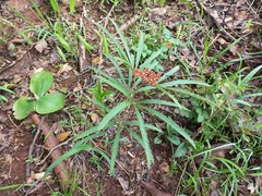 Cyphostemma princeae