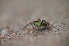 Epeus triangulopalpis