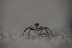 Epeus triangulopalpis