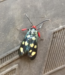 Arniocera auriguttata