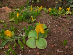 Costus macranthus image