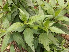 Eupatorium chinense tozanense