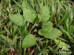 Carpesium divaricatum