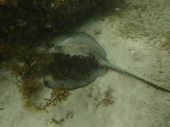 Trygonoptera testacea