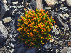 Rhodiola quadrifida